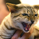 Illustration for article titled Meet the Delusional Breeders Behind the World's Wild Crossbreed Cats